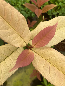Osmanthus fragrans 'Ogon' RARE