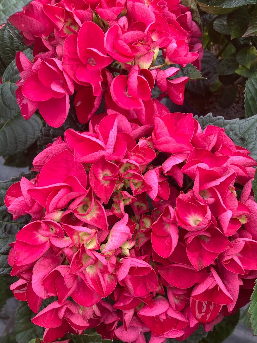 Hydrangea macrophylla 'Merveille Sanquine'