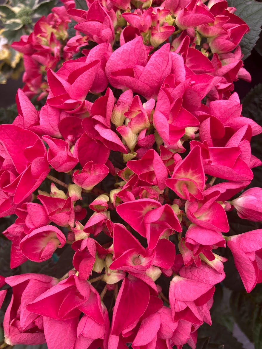 Hydrangea macrophylla 'Merveille Sanquine'