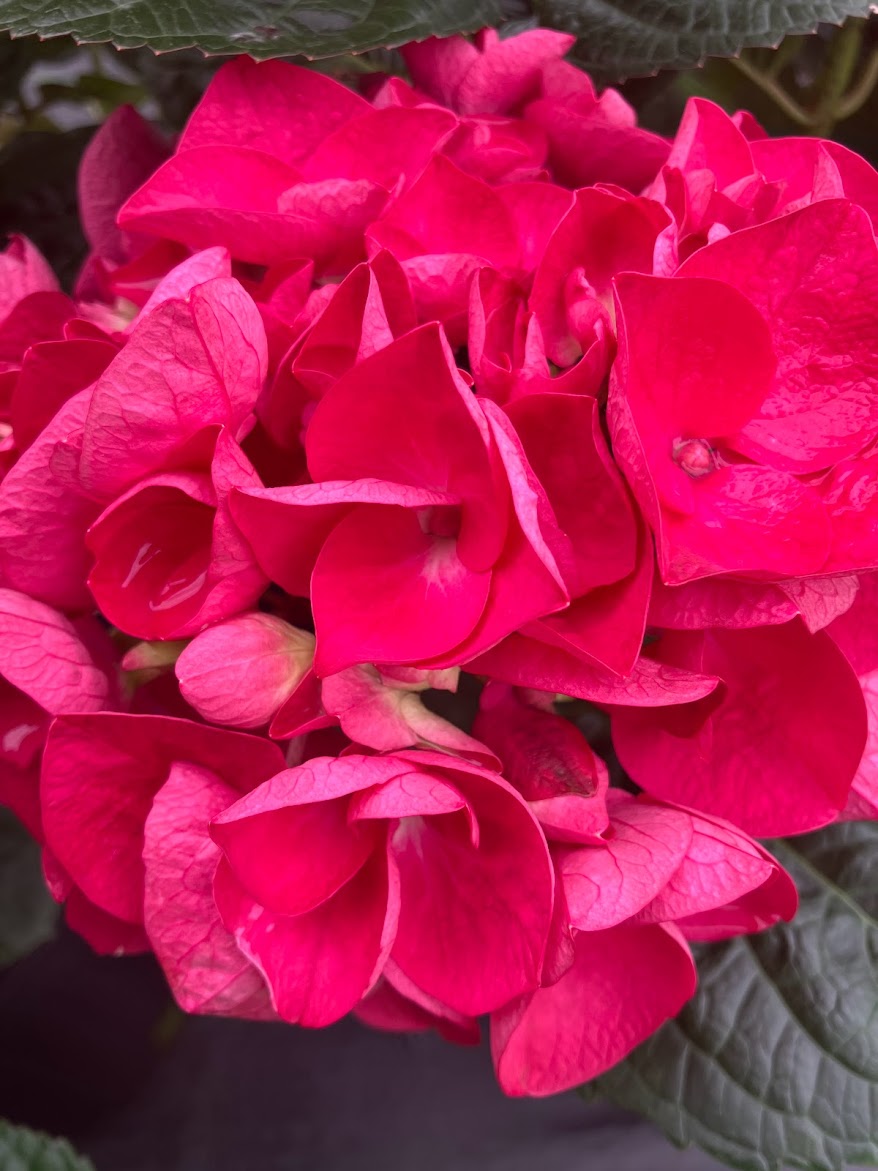 Hydrangea macrophylla 'Merveille Sanquine'