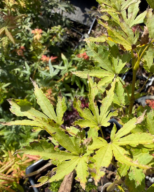 Acer palmatum 'Mendocino Sunrise'
