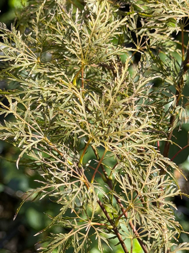 Acer palmatum 'Red Feathers'