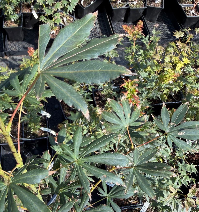 Acer shirasawanum 'Royalty'