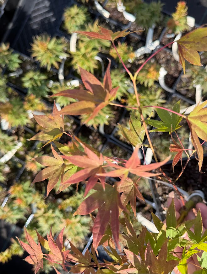 Acer palmatum 'Muro Gawa'