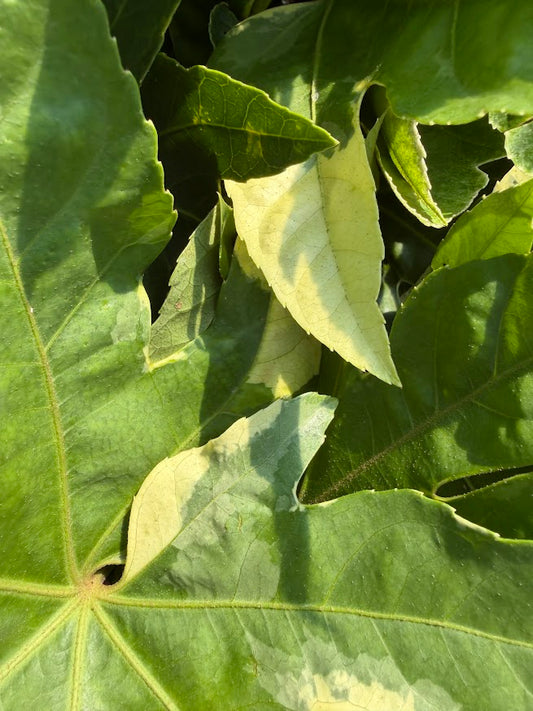 Fatsia japonica 'Variegata'