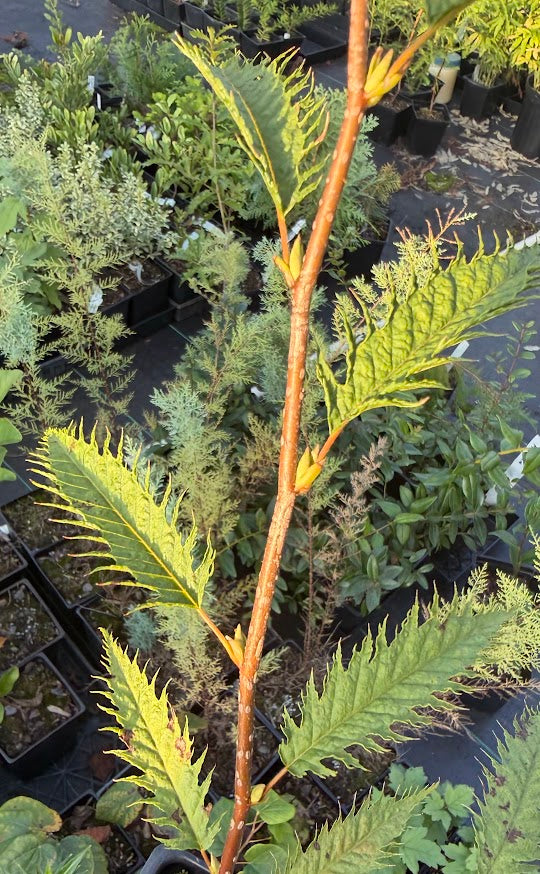 Carpinus japonica 'Silver Lace' RARE