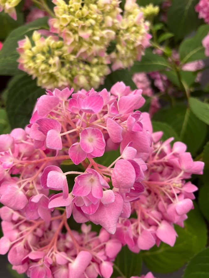 Hydrangea macrophylla 'Oak Hill' Garden Treasures Nursery