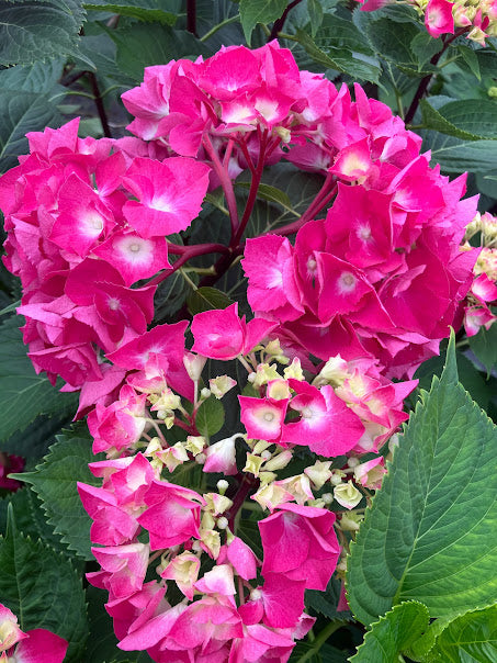 Hydrangea macrophylla 'Oregon Pride'