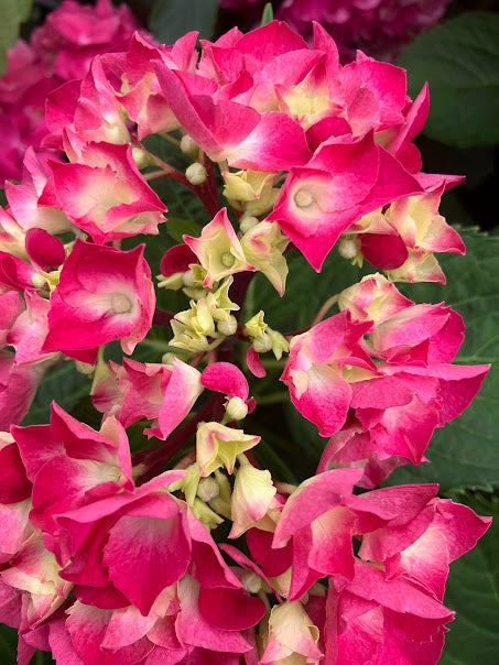 Hydrangea macrophylla 'Oregon Pride'