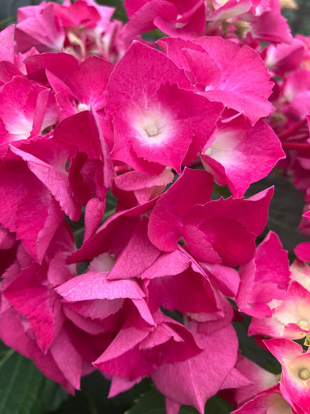 Hydrangea macrophylla 'Oregon Pride'