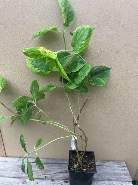 Leucosceptrum stellipilum 'October Moon'