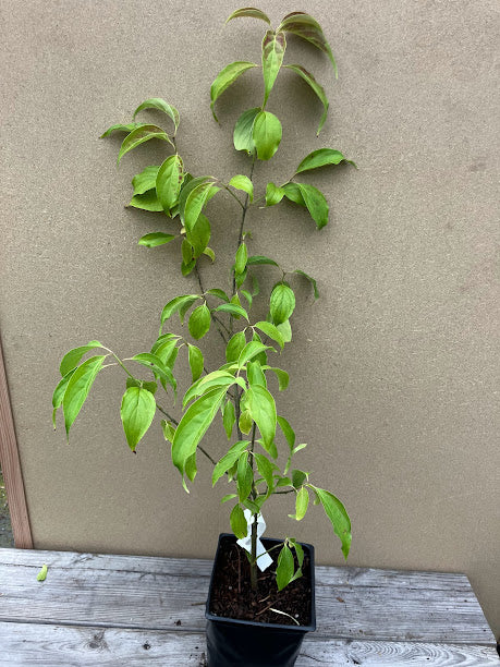 Cornus wilsoniana 'White Jade' RARE