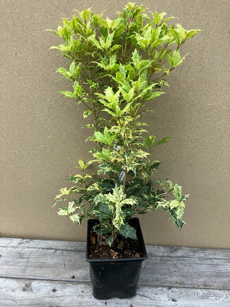 Osmanthus heterophyllus 'Goshiki'