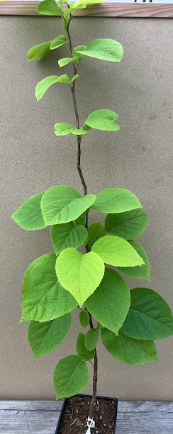 Styrax obassia