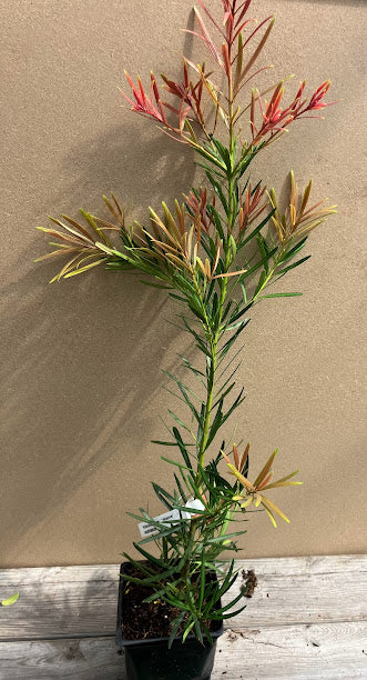 Podocarpus macrophyllus 'Akame'