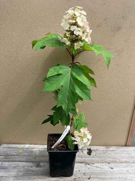 Hydrangea quercifolia 'Munchkin'