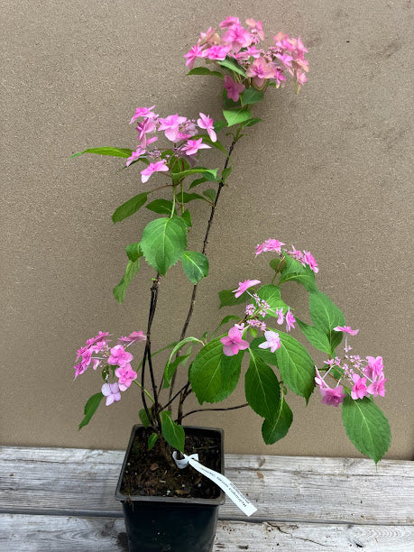 Hydrangea macrophylla 'Jogasaki'