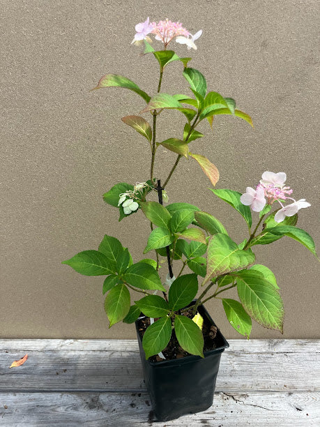 Hydrangea serrata 'Painter's Palette'
