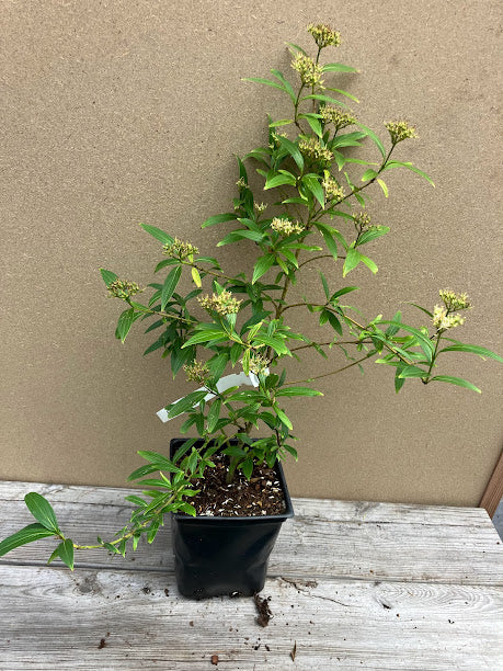 Cornus quinquenervis