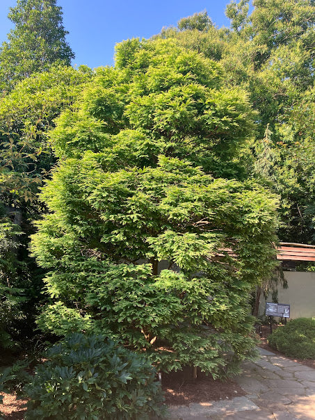 Metasequoia glyptostroboides 'Schirrmann's Nordlicht'