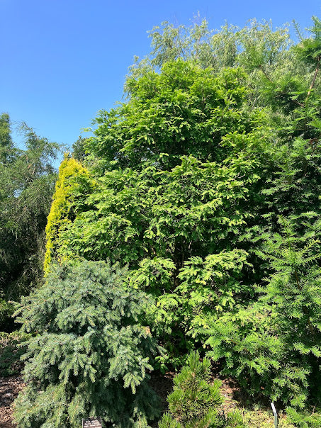 Metasequoia glytostroboides 'Hamlet's Broom'