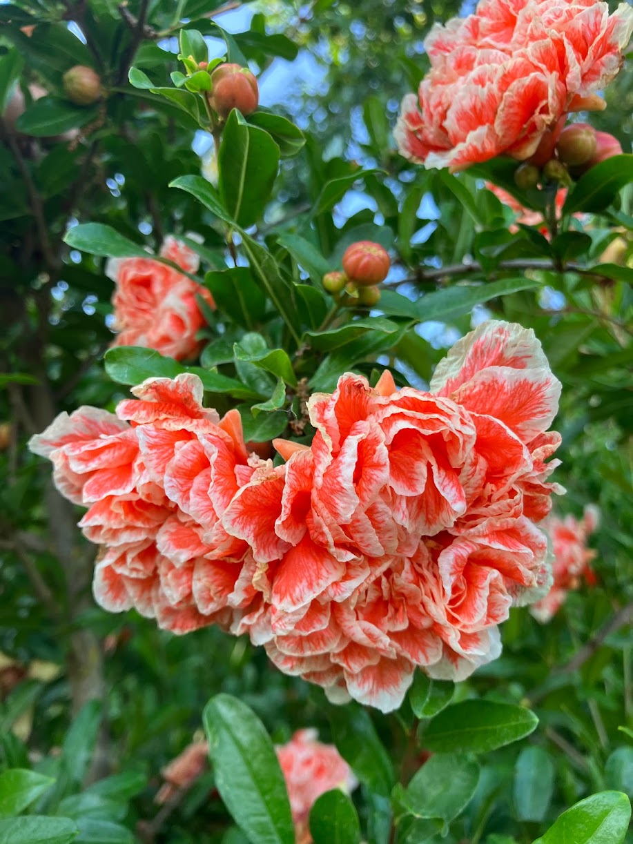 Punica granatum 'Sarrasa Shibori'