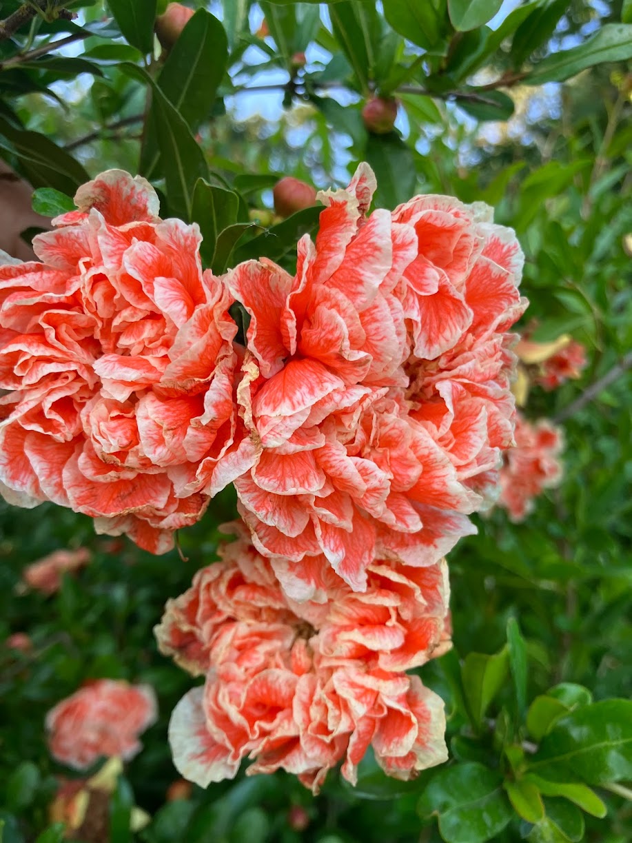 Punica granatum 'Sarrasa Shibori'