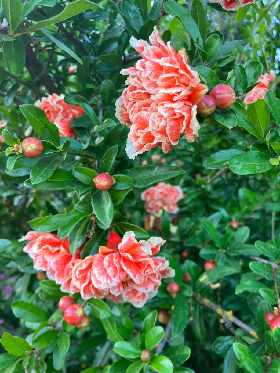 Punica granatum 'Sarrasa Shibori'