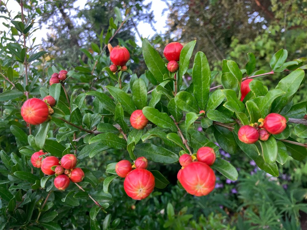 Punica granatum 'Sarrasa Shibori'