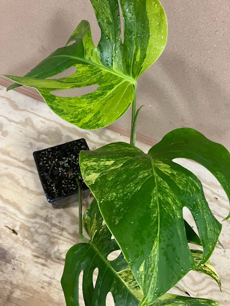 aurea monstera for sale Monstera deliciosa borsigiana 'Aurea Variegata' – Garden Treasures Nursery