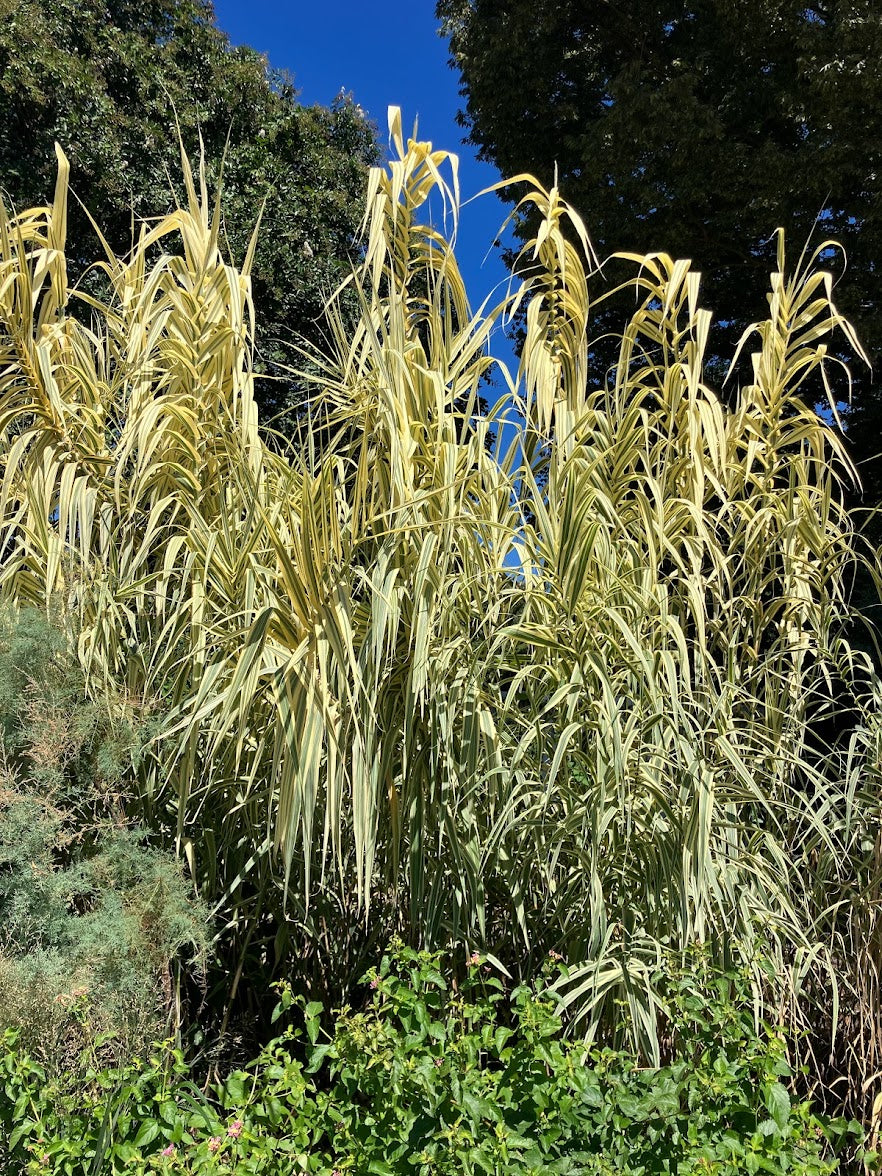 Arundo donax 'Peppermint'