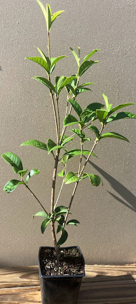 Osmanthus fragrans 'Butter Yellow'