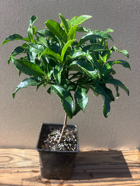 Ardisia crenata 'Alba'