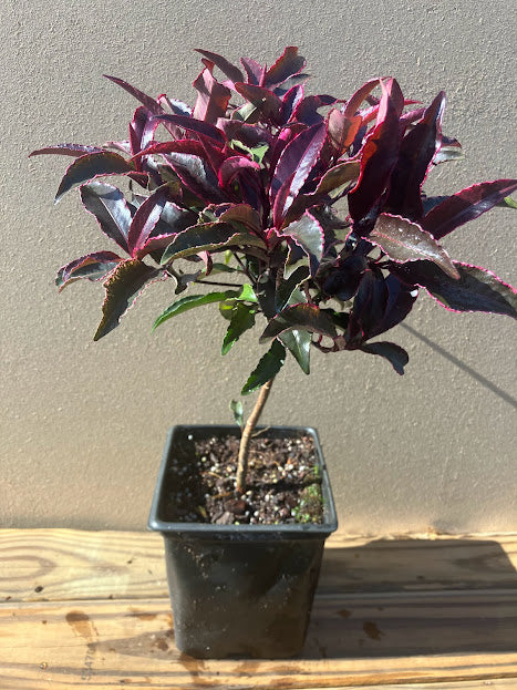 Ardisia crenata 'Beni Kajaku'