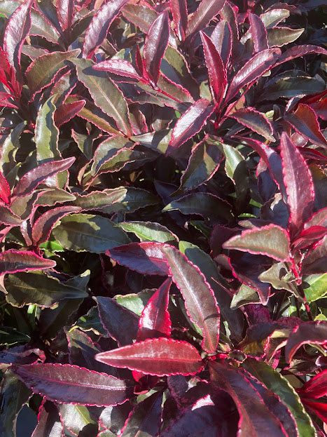 Ardisia crenata 'Beni Kajaku'