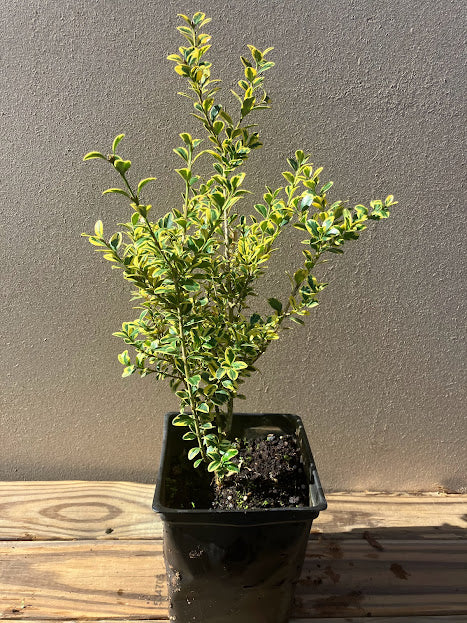 Buxus sempervirens 'Aureovariegata'