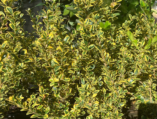 Buxus sempervirens 'Aureovariegata'