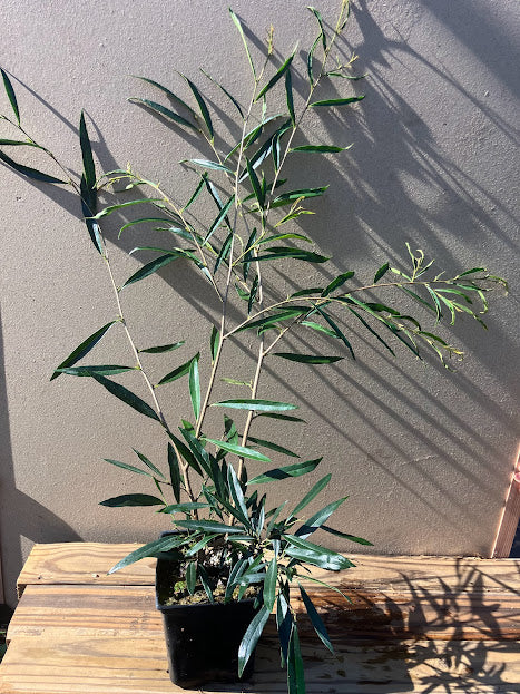 Sycopsis sinensis 'PsyOps' RARE