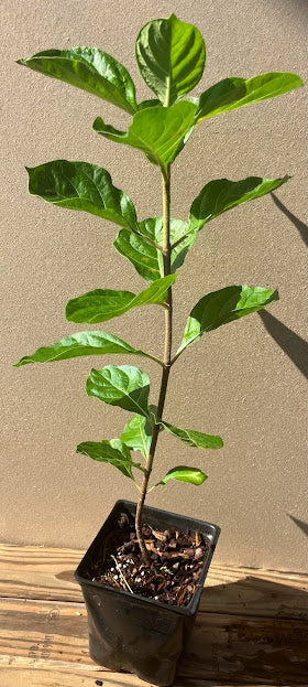 Pinckneya bracteata 'Adora' RARE EXCLUSIVE NEW RELEASE