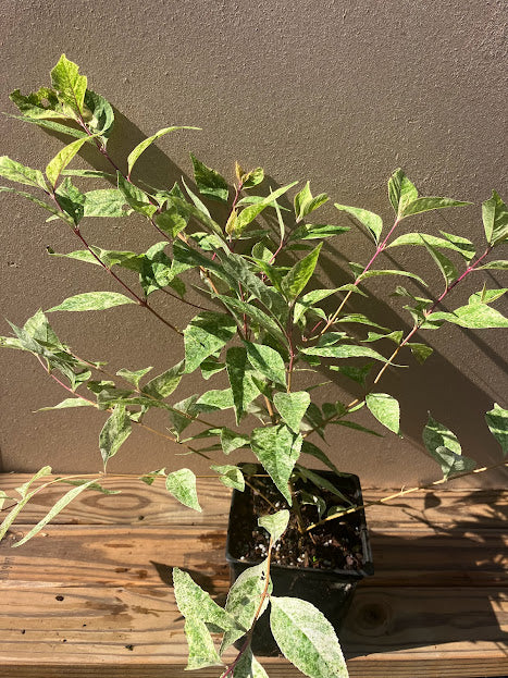 Callicarpa dichotoma 'Shiji Murasaki'