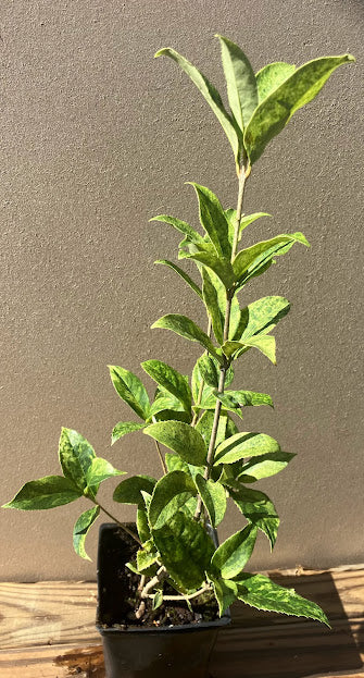 Osmanthus fragrans 'Aurora' RARE NEW GARDEN TREASURES INTRODUCTION