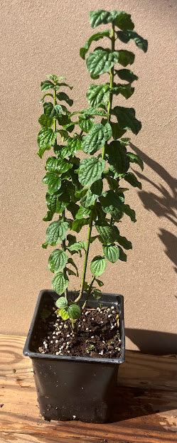 Cornus sanguinea 'Compressa'
