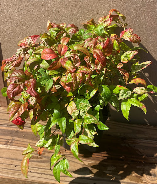 Nandina domestica 'Otafuku' RARE