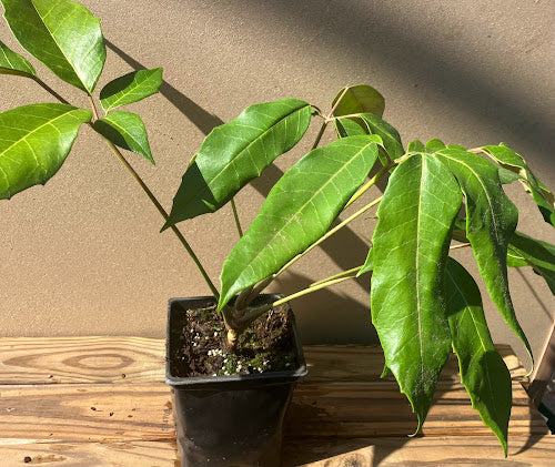 Schefflera delavayi