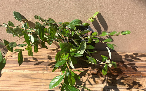 Loropetalum chinensis 'Tokyo Weeping'