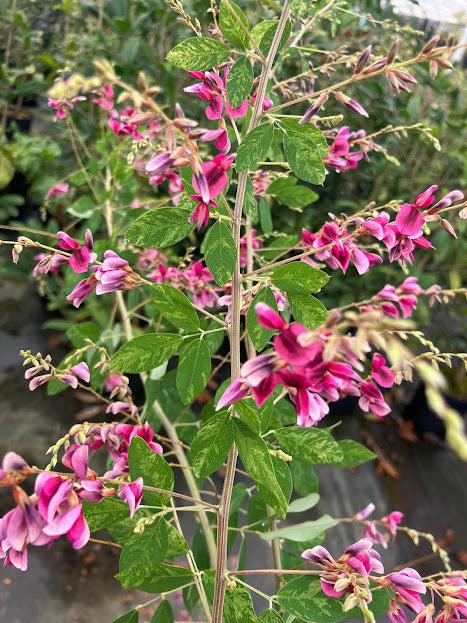 Lespedeza thunbergii 'Variegata'