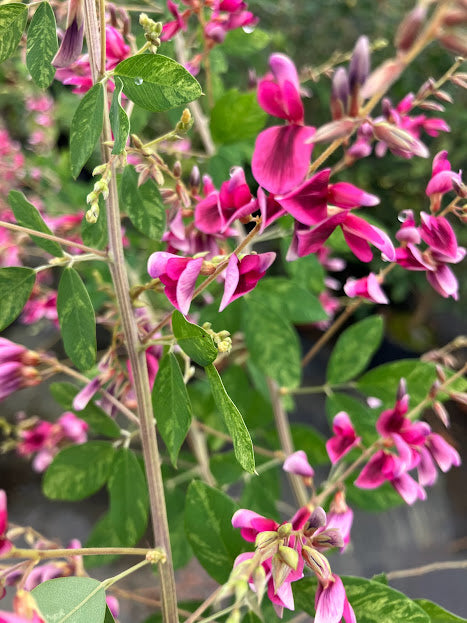 Lespedeza thunbergii 'Variegata'