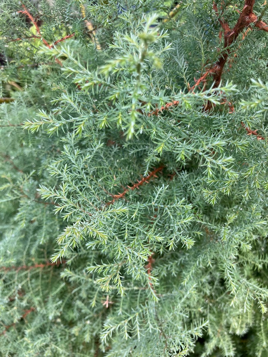 Chamaecyparis thyoides 'Ericoides'