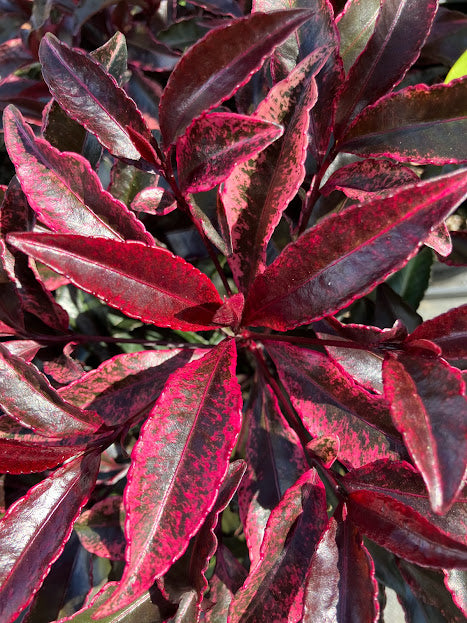 Ardisia crenata 'Beni Kajaku'