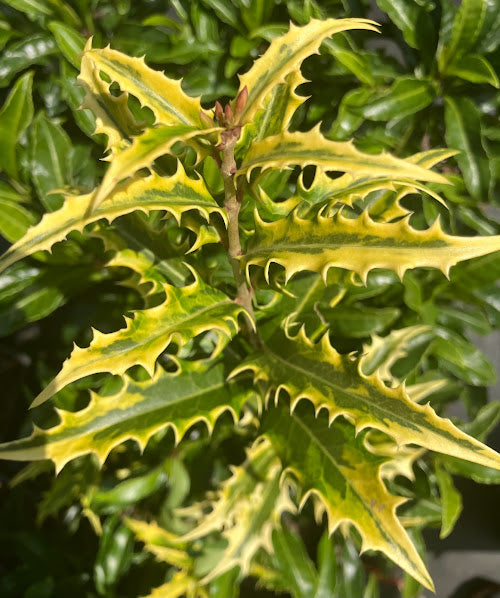 Osmanthus armatus 'Zip Line' RARE